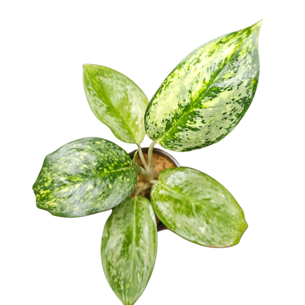Aglaonema White Rose