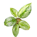 Aglaonema White Rose
