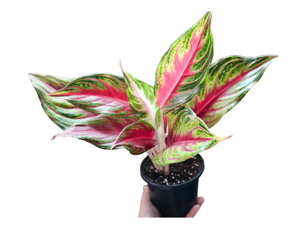 Aglaonema Red Panama