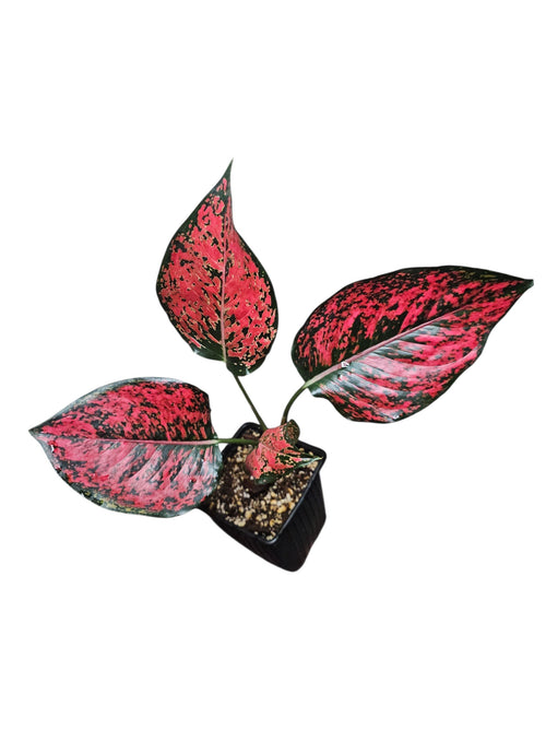 Aglaonema Black Komkoon