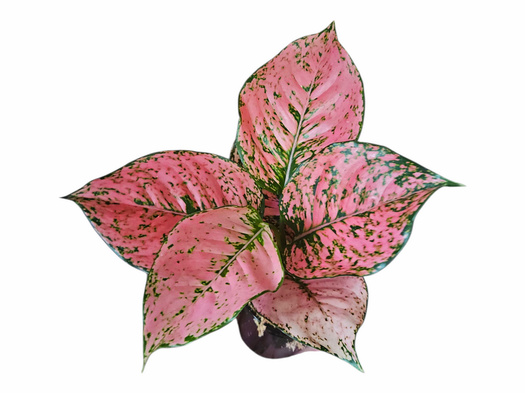 Aglaonema Pink Komkoon