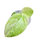 Scindapsus Moonlight Treubii Tricolor