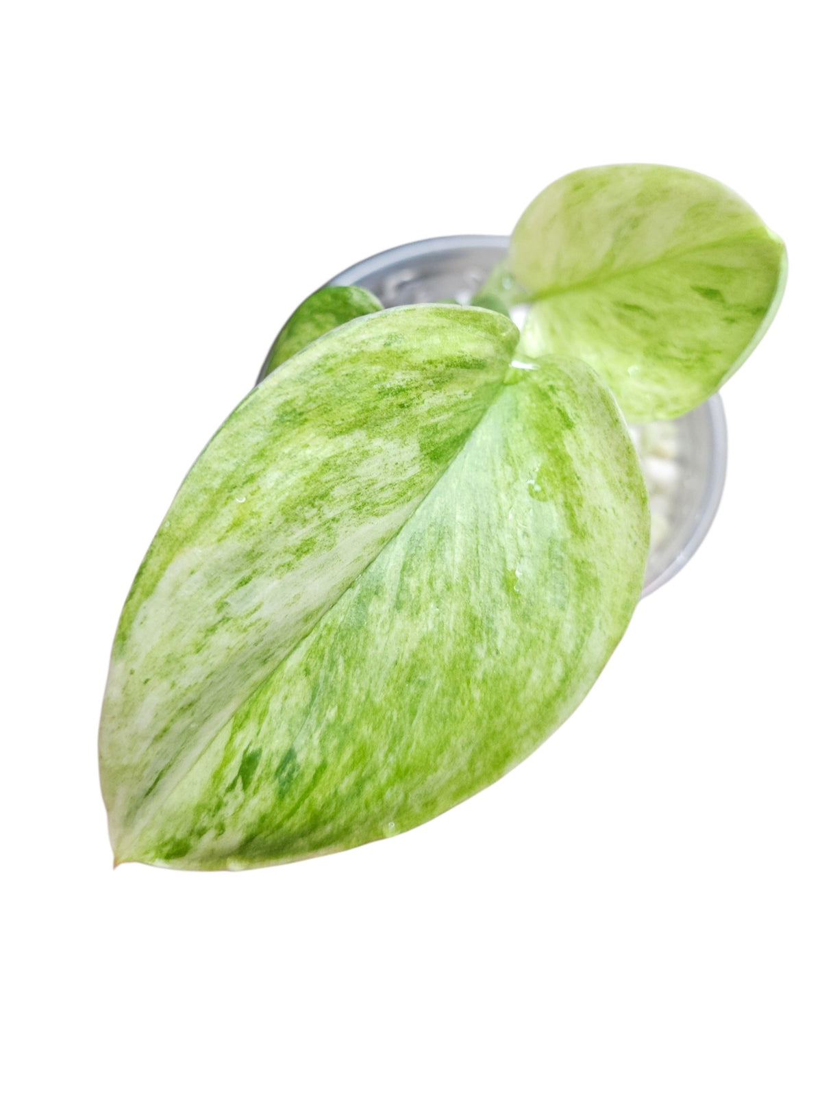 Scindapsus Moonlight Treubii Tricolor