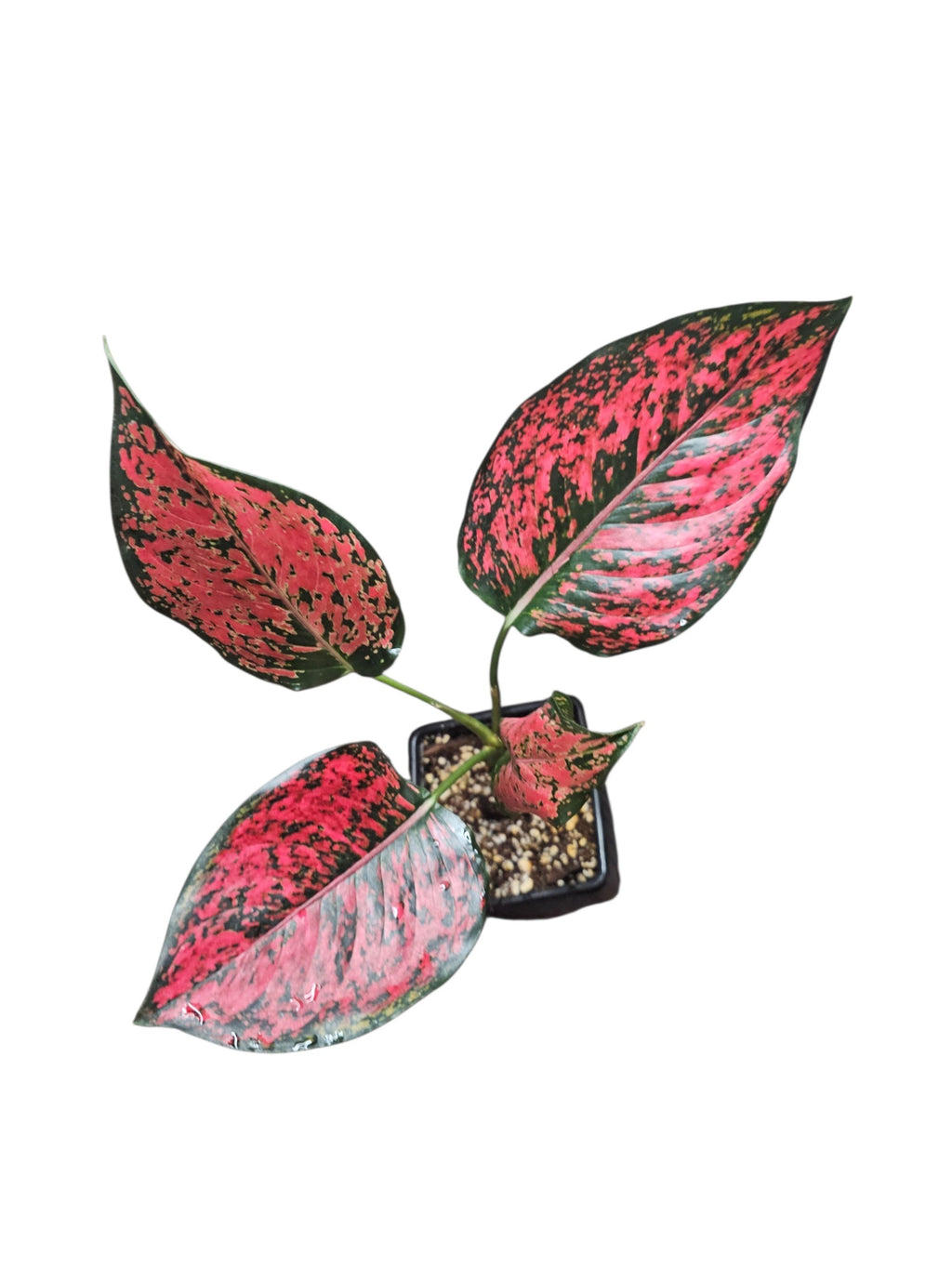 Aglaonema Black Komkoon