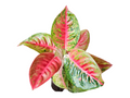 Aglaonema Red Mahasetti