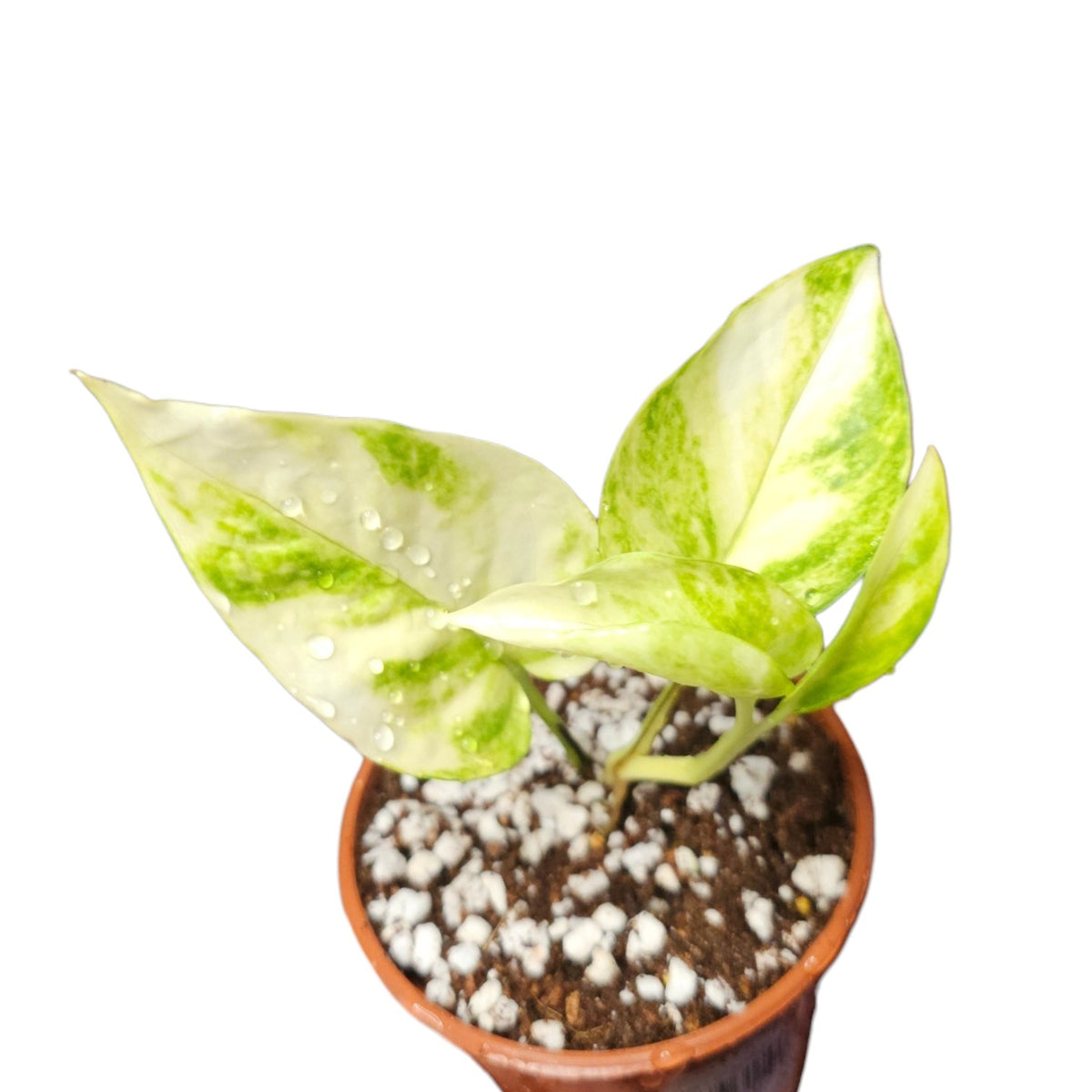 Epipremnum Aureum Teruno Robin