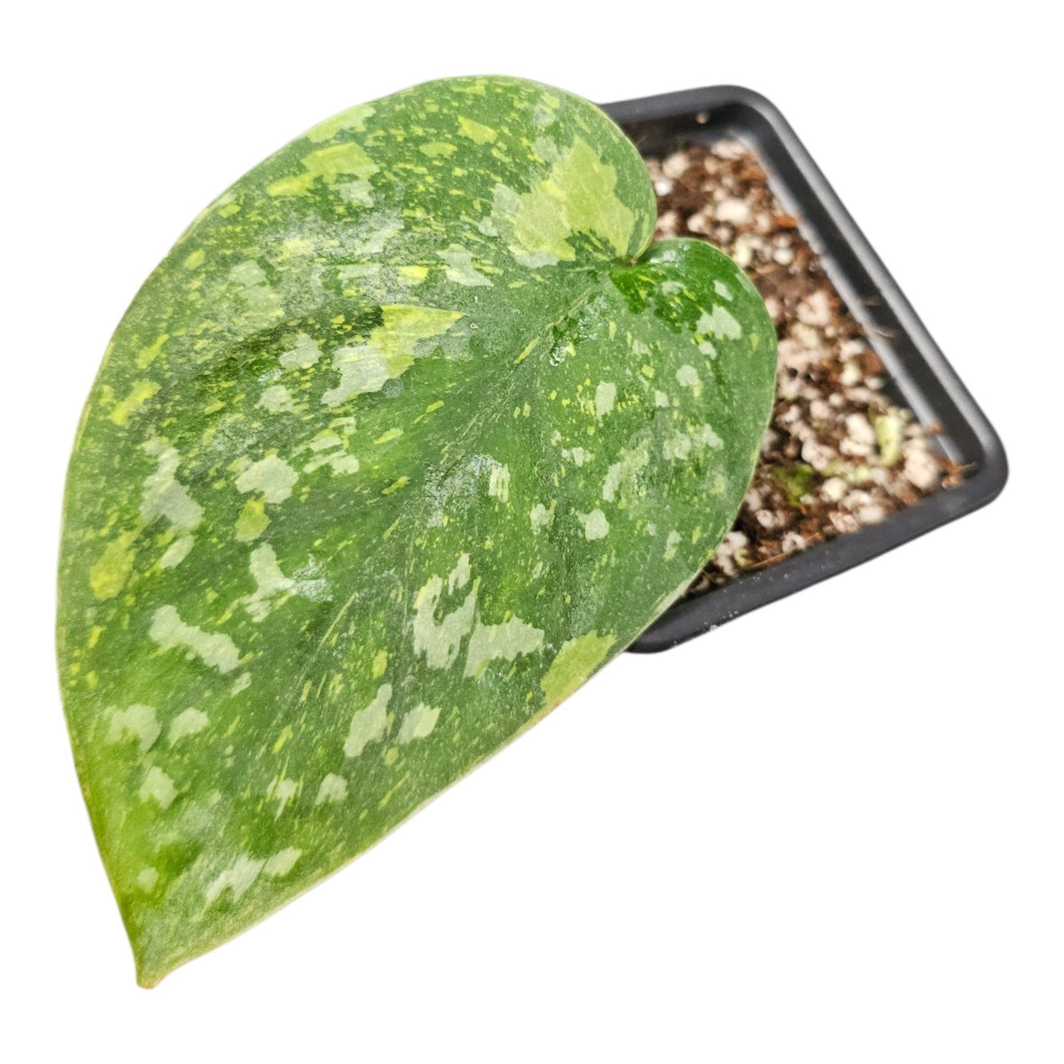 Scindapsus Baticon tricolor