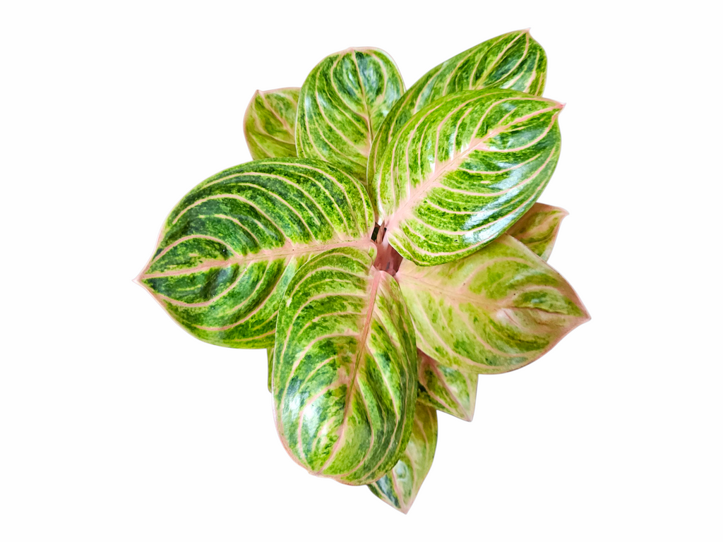 Aglaonema Siam Perfect