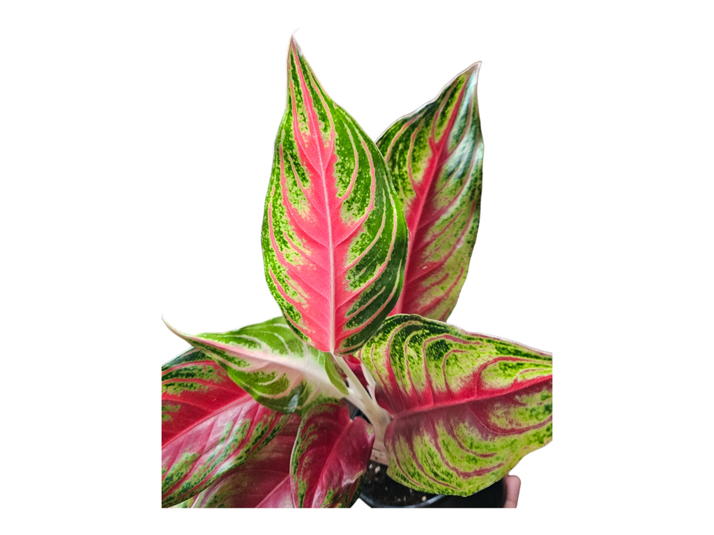 Aglaonema Red Panama