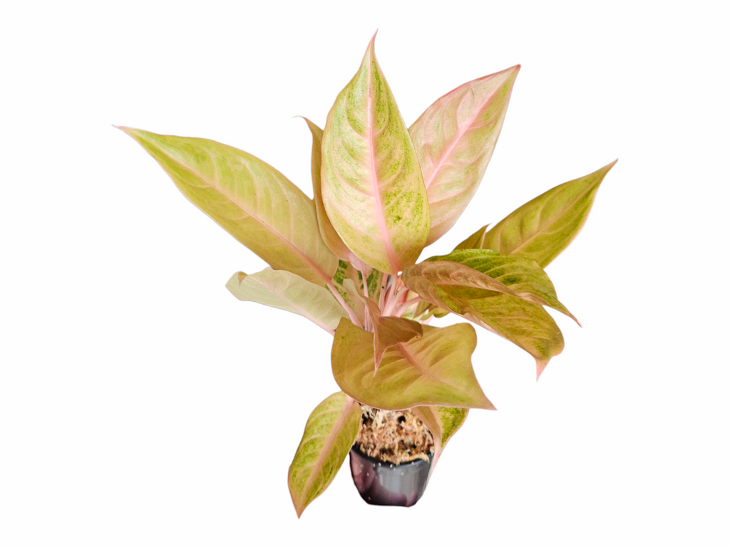 Aglaonema Mulan