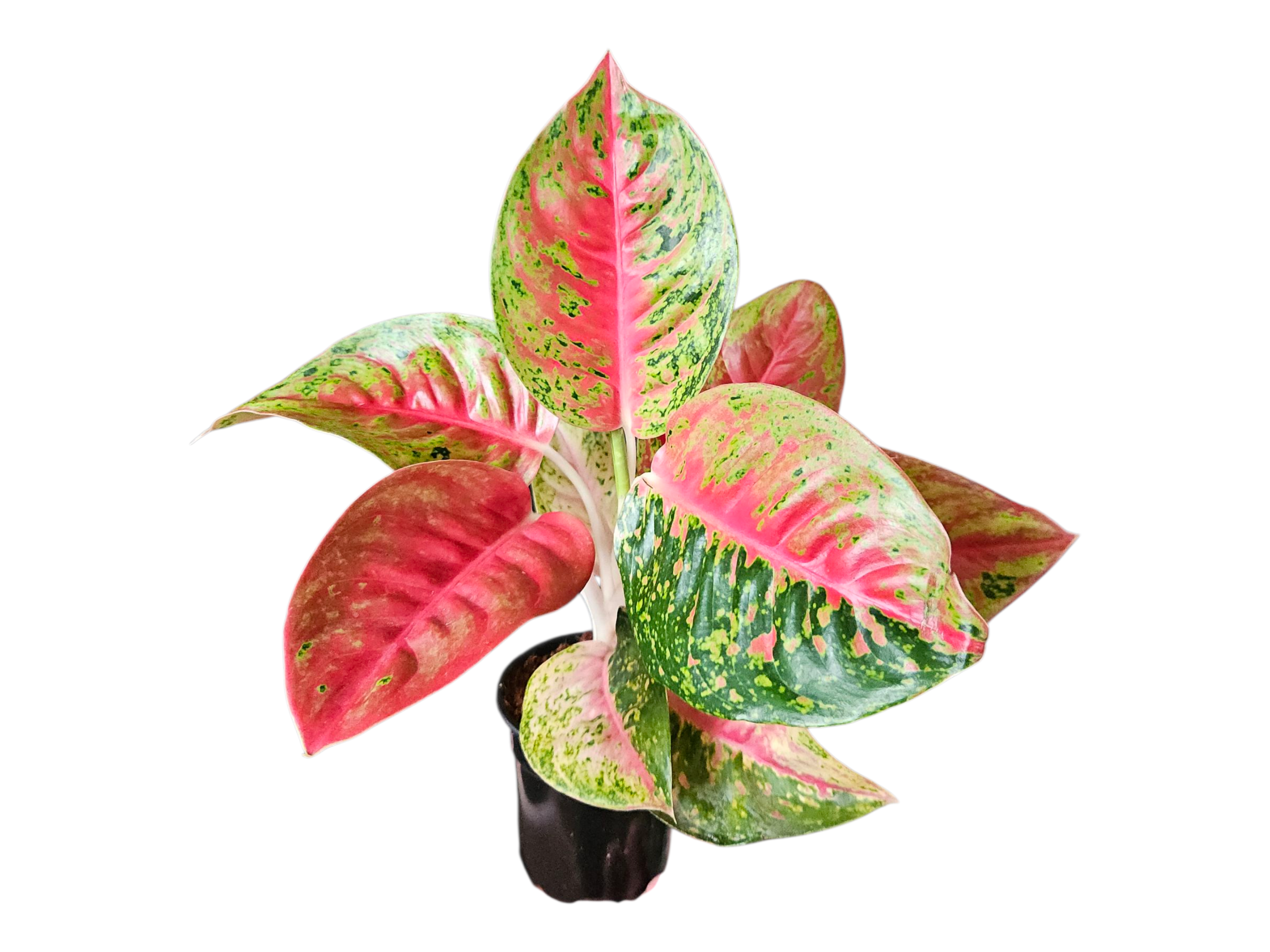 Aglaonema Red Mahasetti
