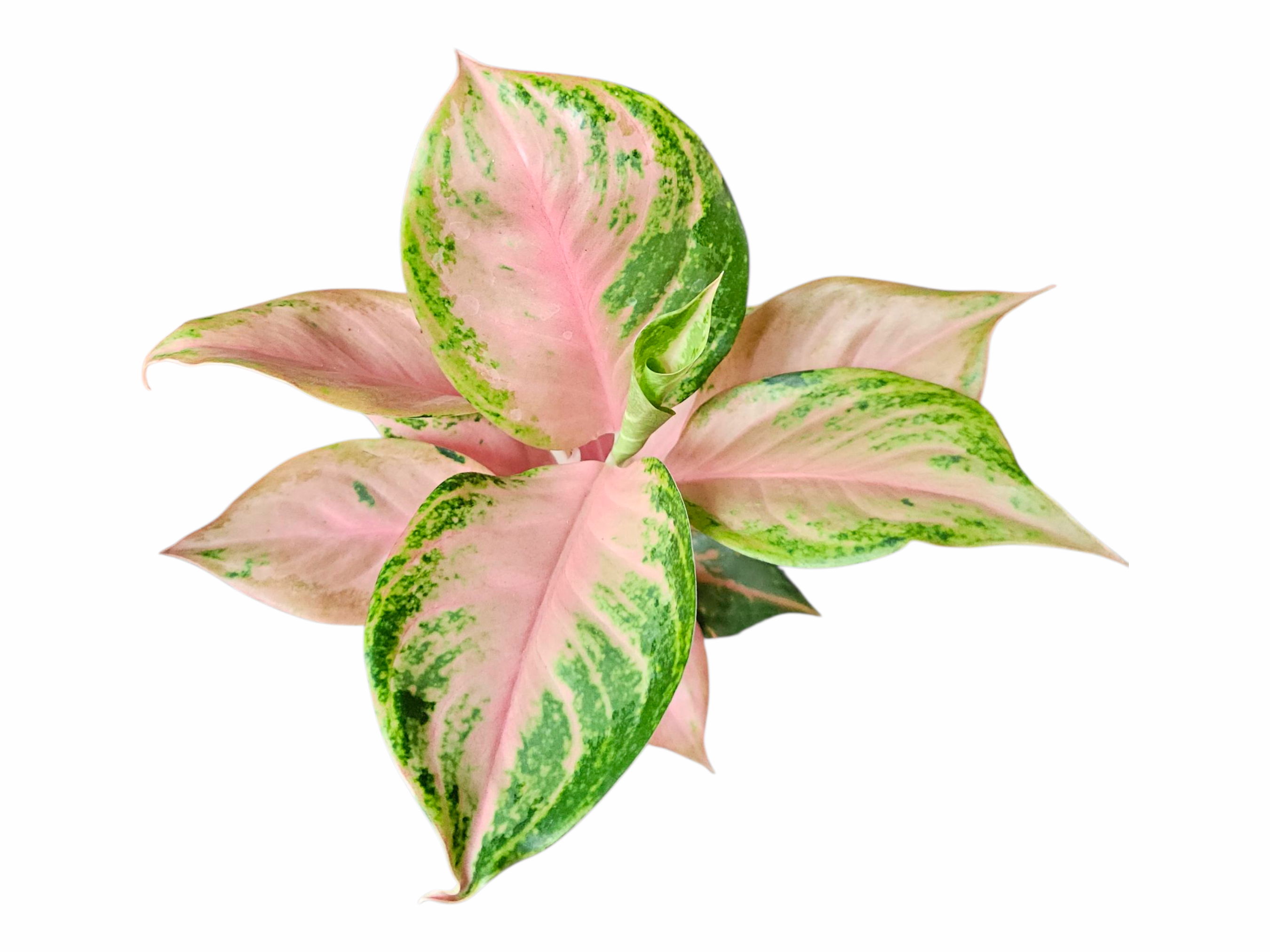 Aglaonema Engdid