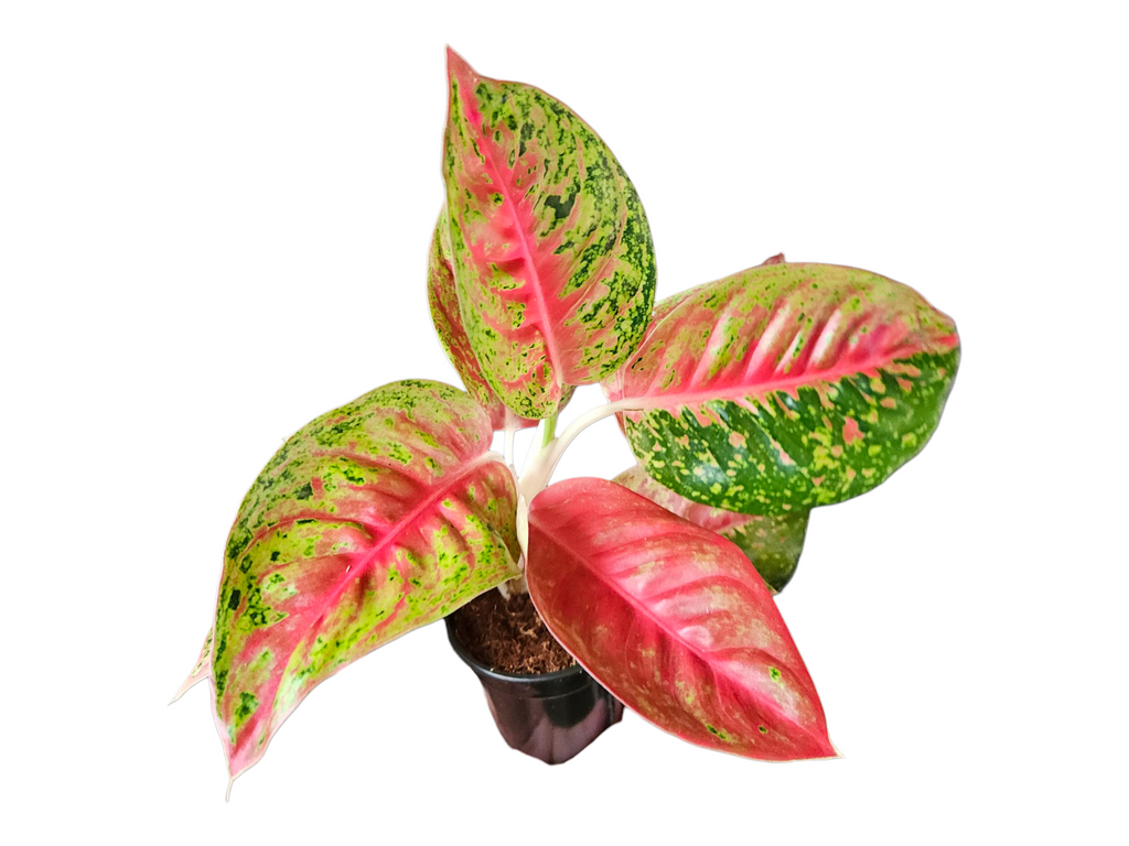 Aglaonema Red Mahasetti