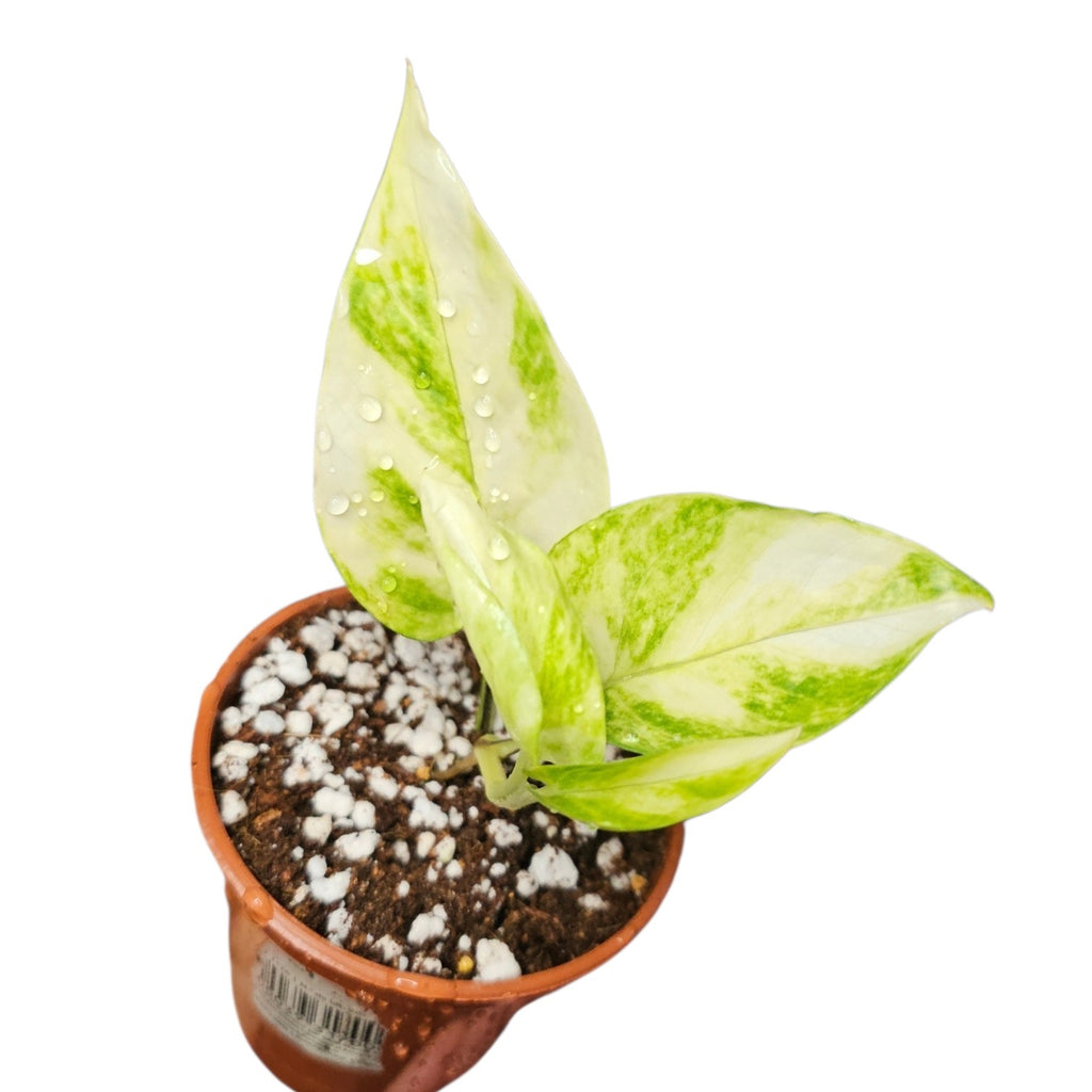 Epipremnum Aureum Teruno Robin