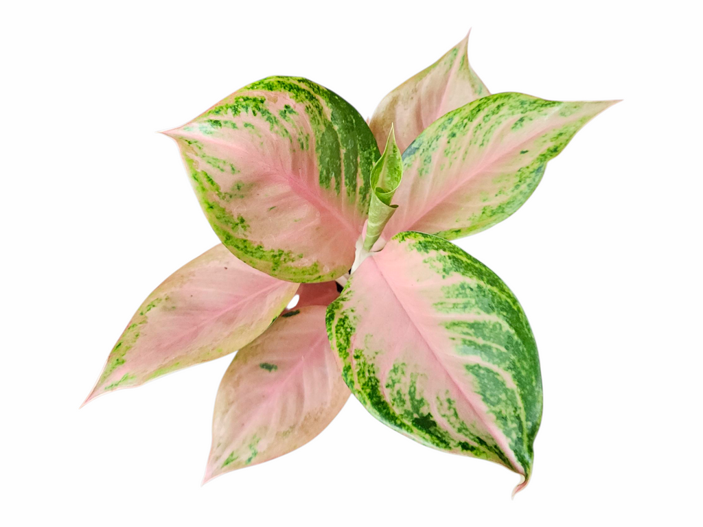 Aglaonema Engdid