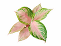 Aglaonema Engdid