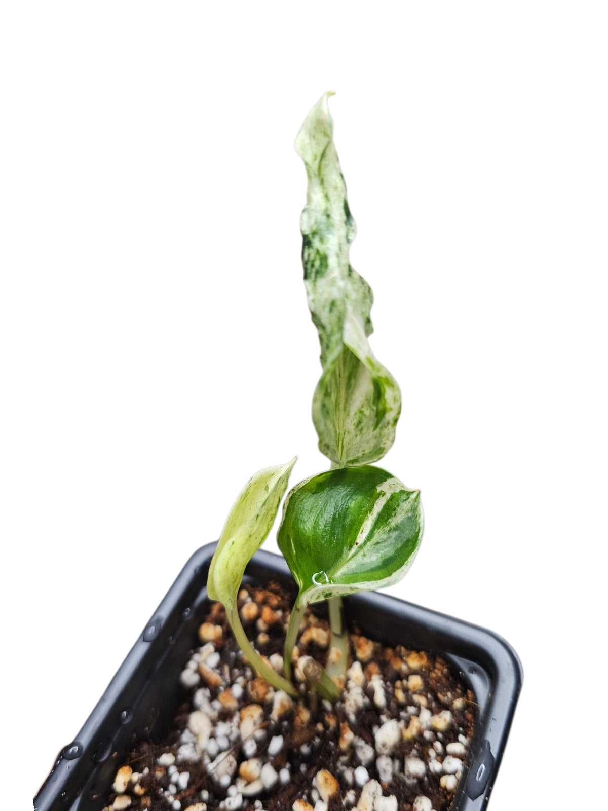 Epipremnum Aureum Teruno Love Song