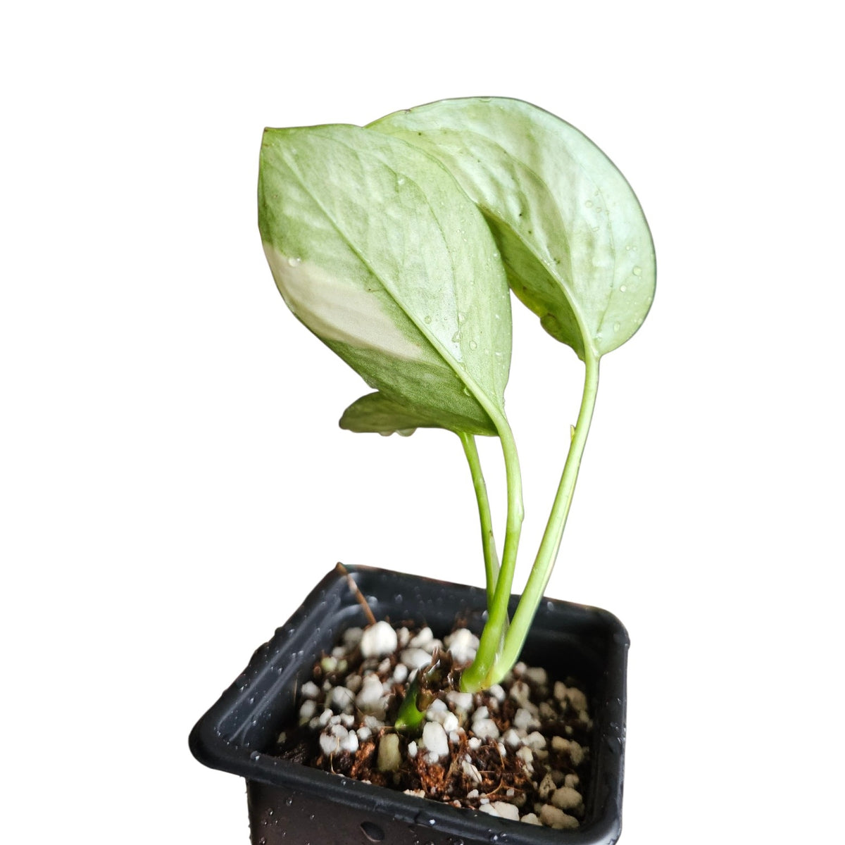 Epipremnum Aureum Teruno Hanahana