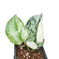Scindapsus Mariposa