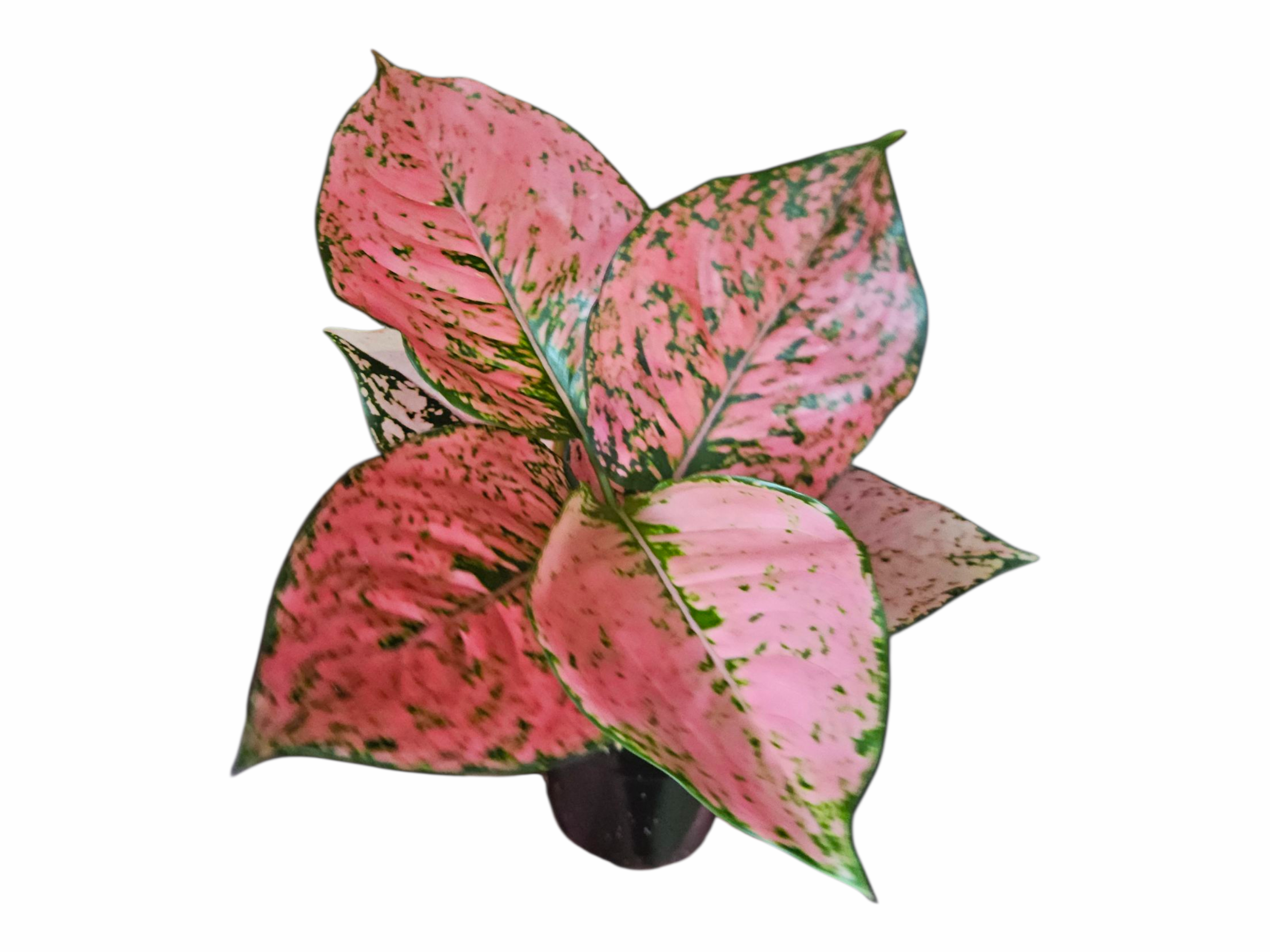Aglaonema Pink Komkoon