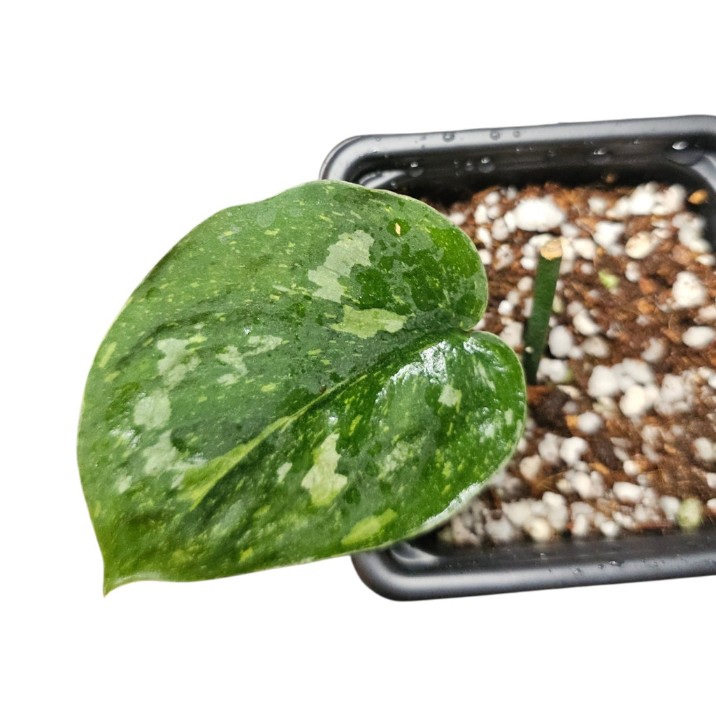 Scindapsus Baticon tricolor