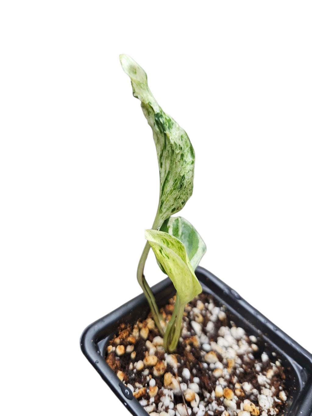 Epipremnum Aureum Teruno Love Song