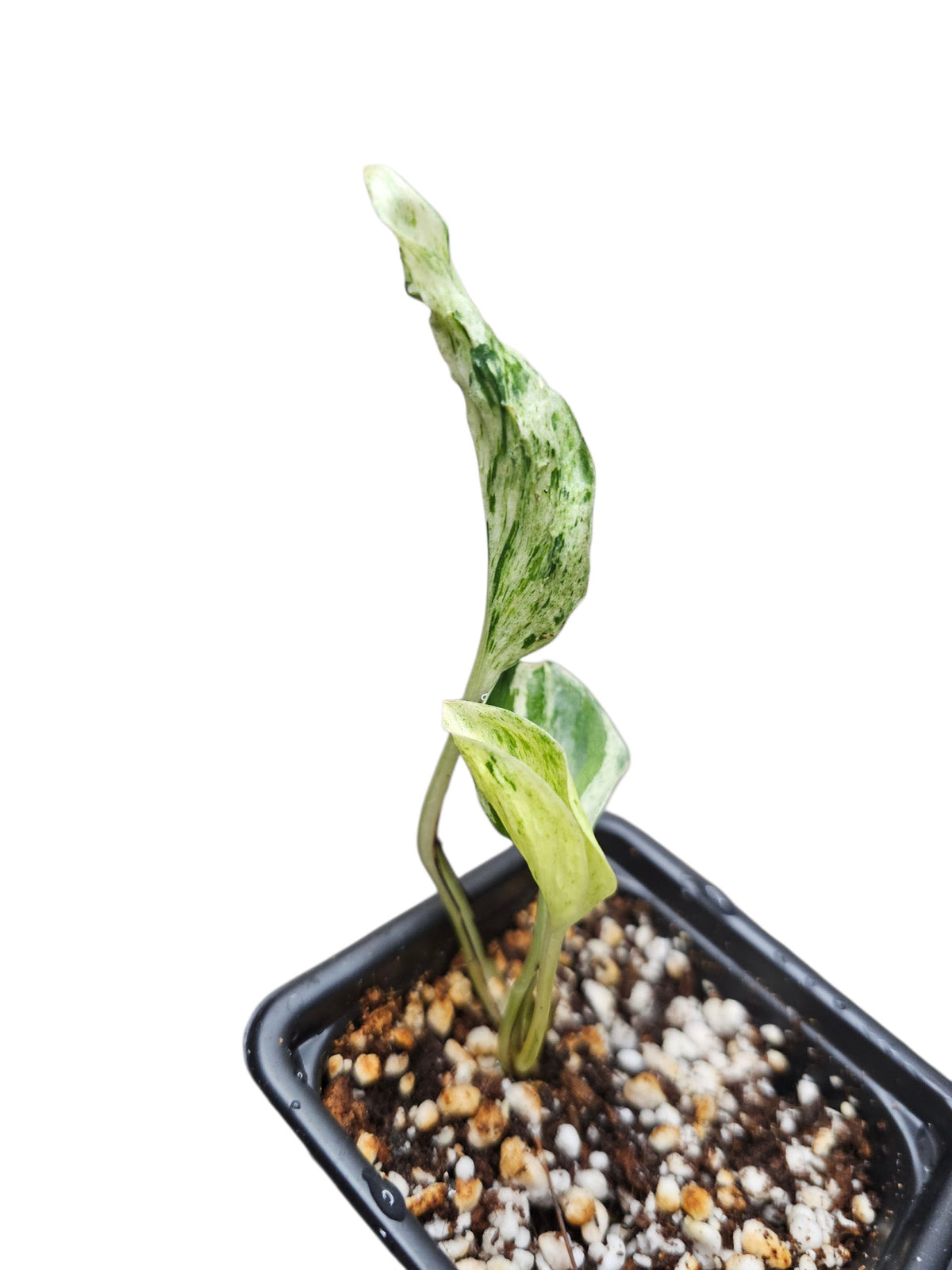 Epipremnum Aureum Teruno Love Song