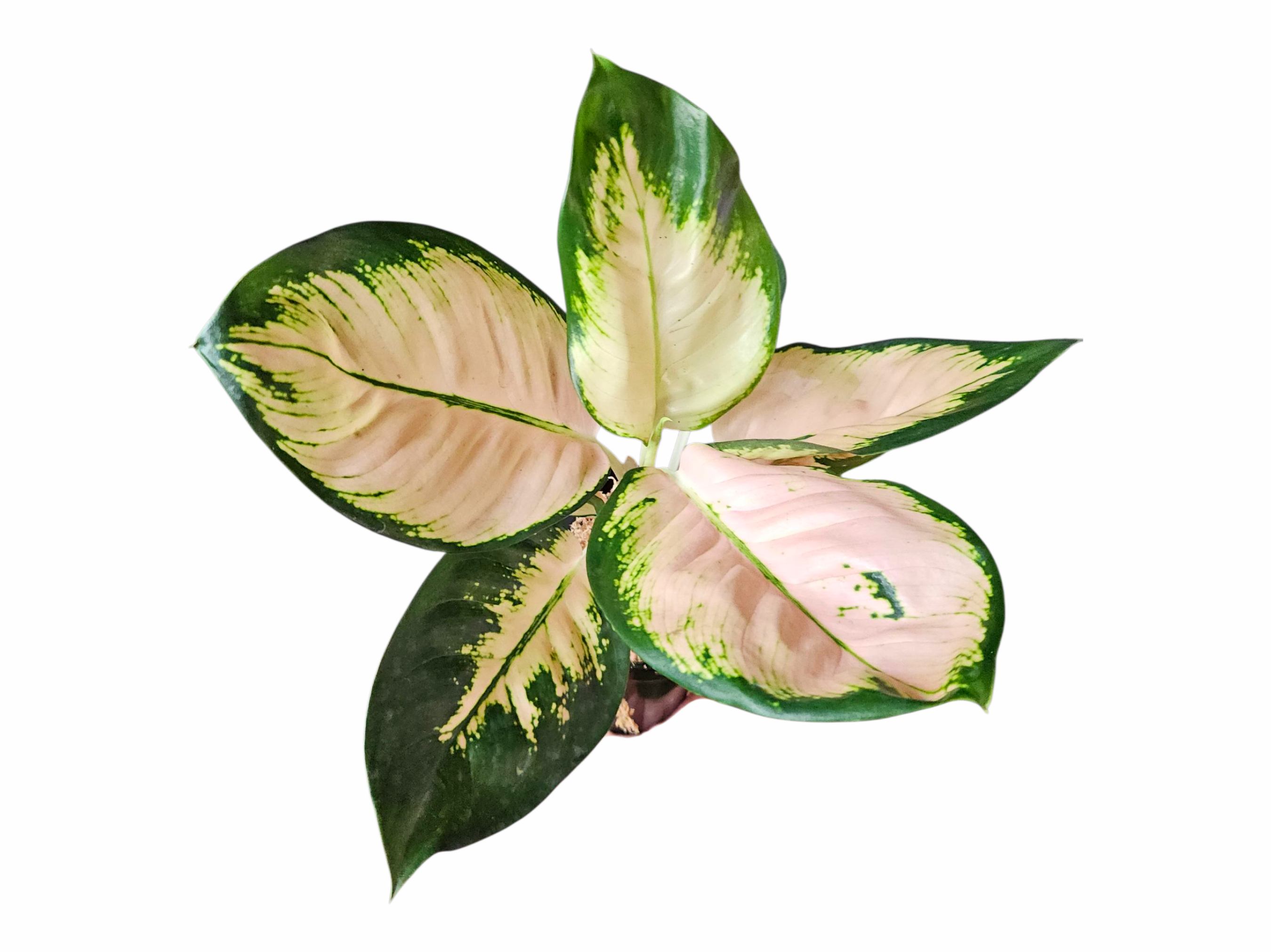 Aglaonema Monalisa