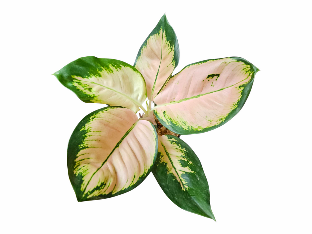 Aglaonema Monalisa
