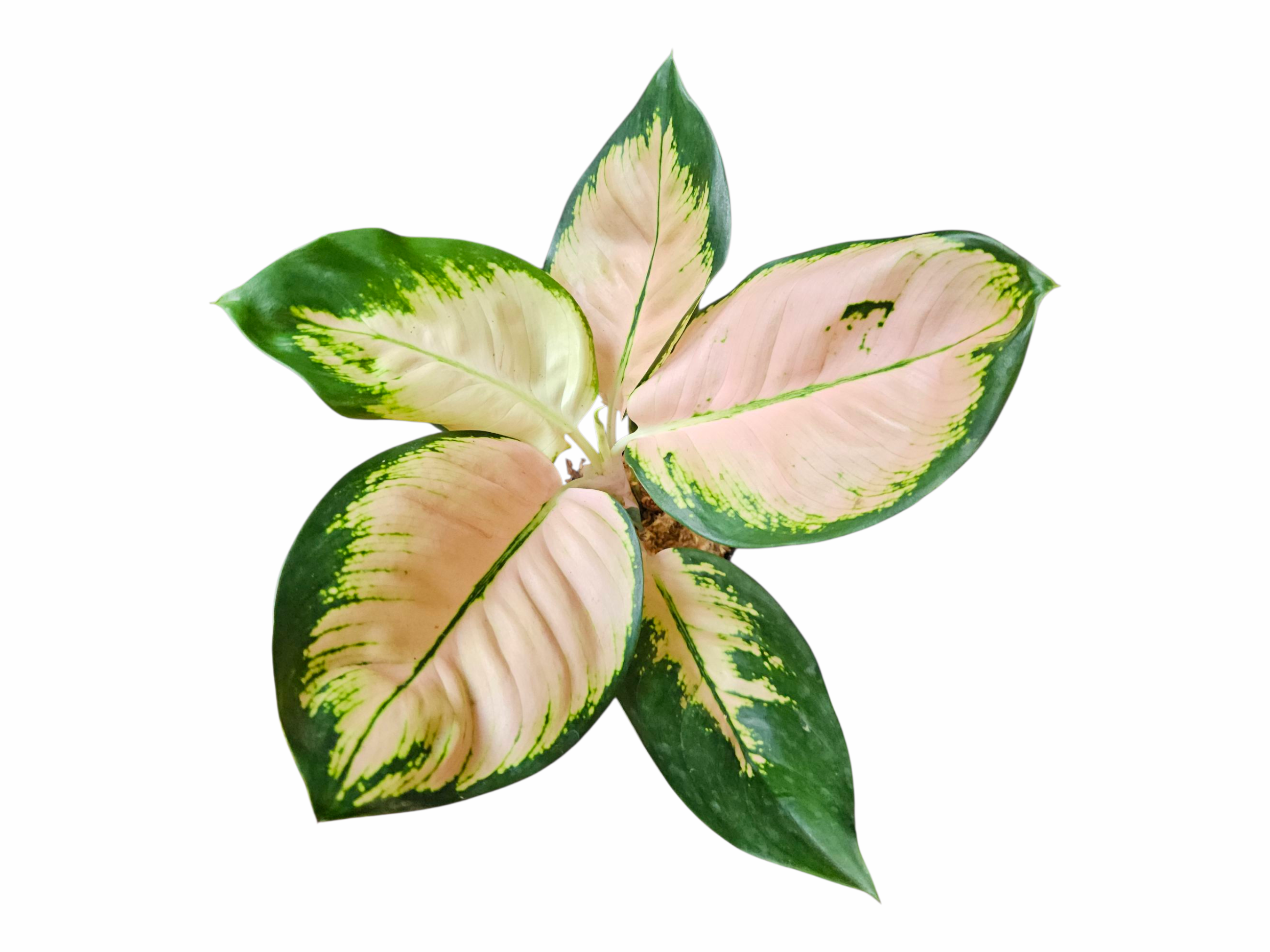 Aglaonema Monalisa