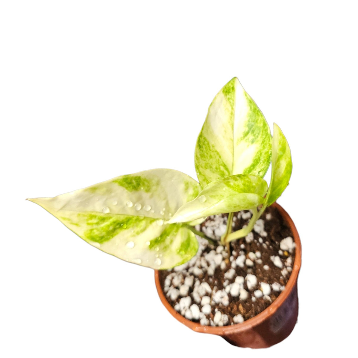 Epipremnum Aureum Teruno Robin