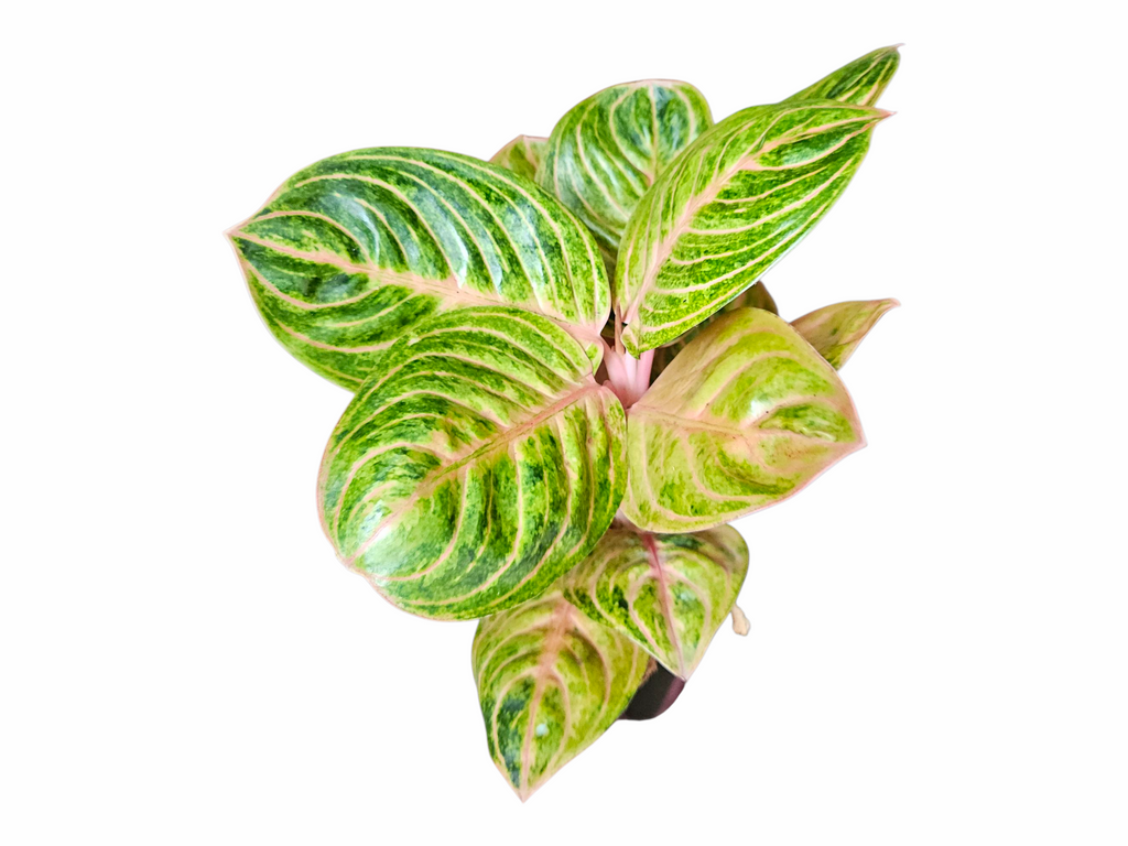 Aglaonema Siam Perfect