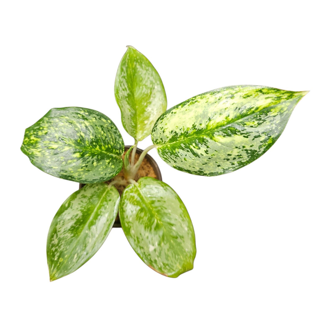 Aglaonema White Rose