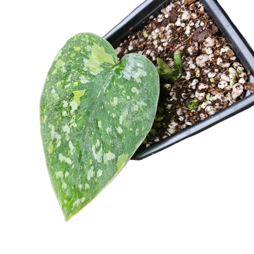 Scindapsus Baticon tricolor