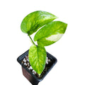 Epipremnum Aureum Teruno Hanahana