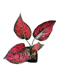 Aglaonema Black Komkoon