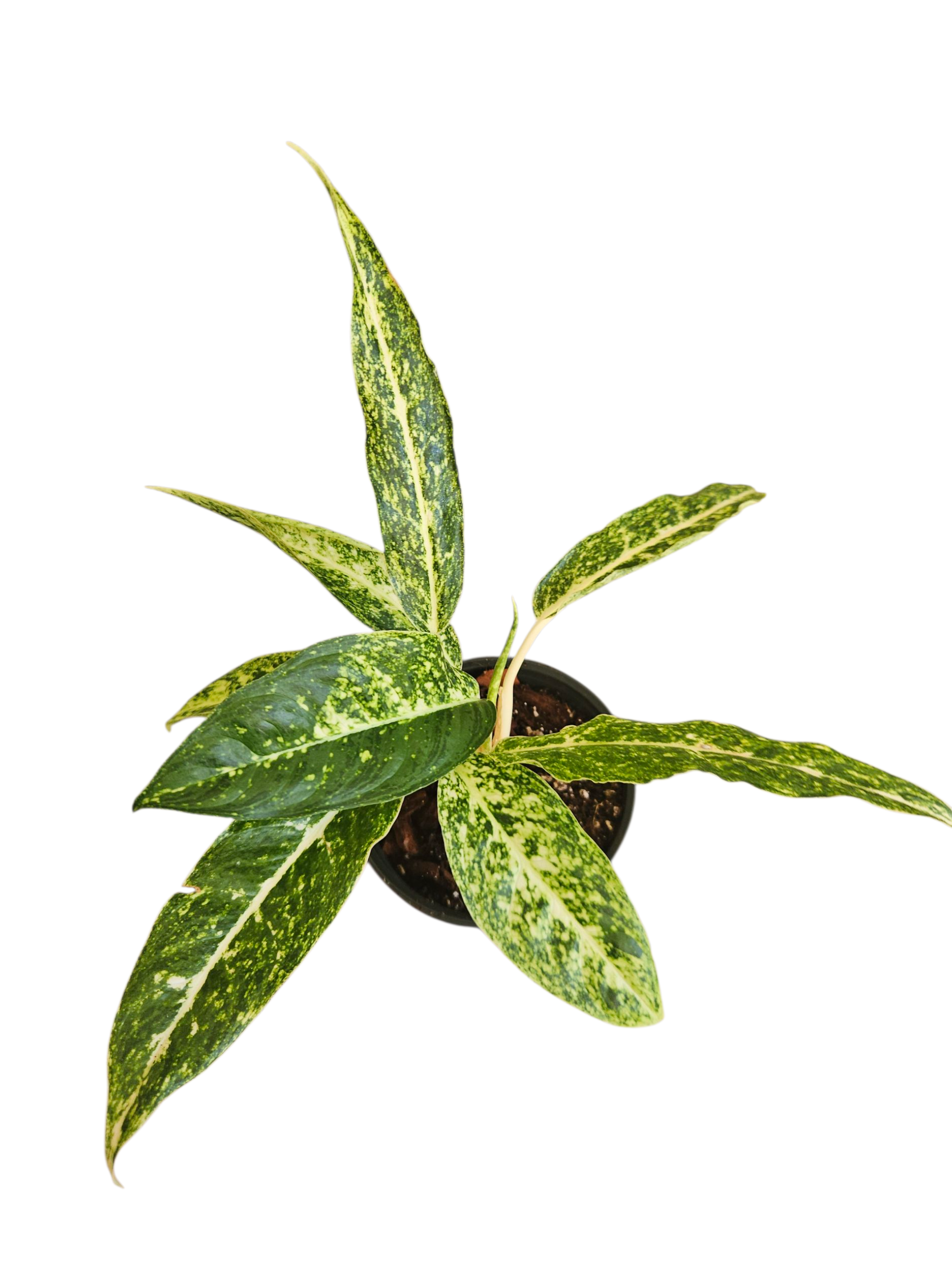 Aglaonema White Jewel