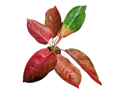 Aglaonema Red Diamond Suksom