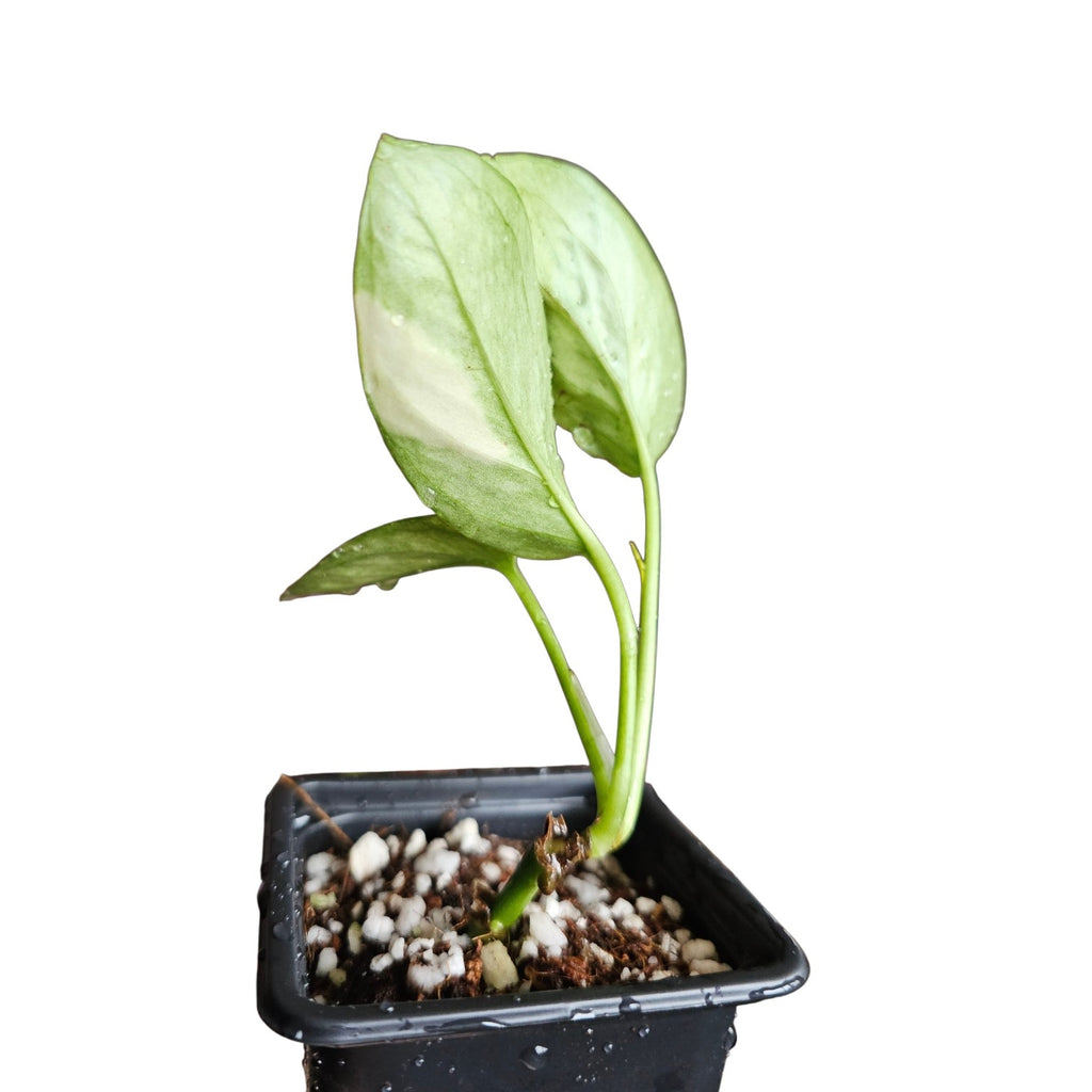 Epipremnum Aureum Teruno Hanahana