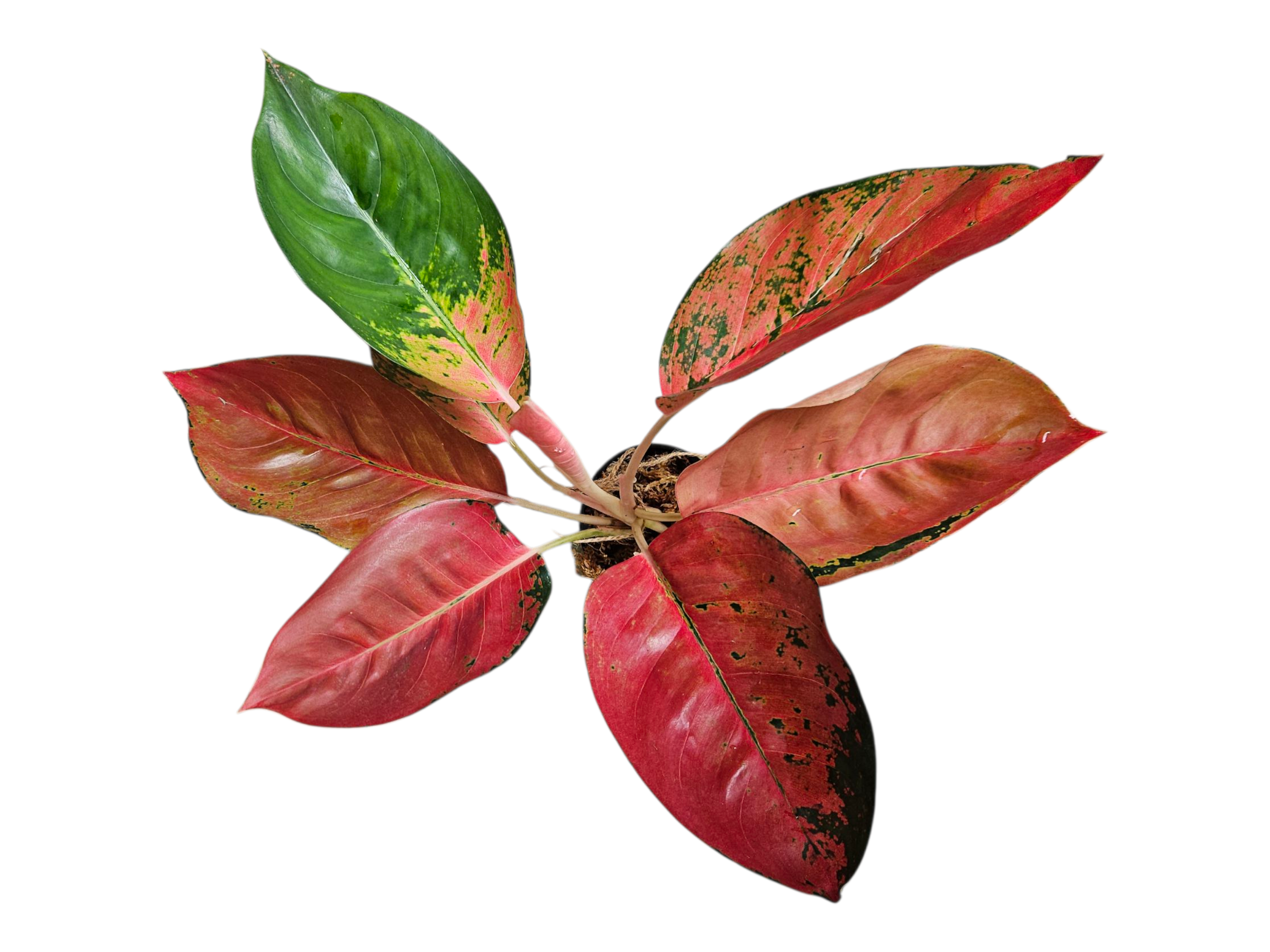 Aglaonema Red Diamond Suksom